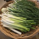 2025 김장담그기 이미지