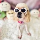 지오애견미용샵 이미지