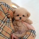 강아지고양이 미유펫 청주점 이미지