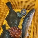 싱싱활어회수산 이미지