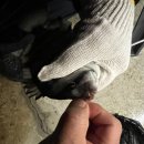 원실내바다낚시 네이버블로그