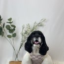 위드 더 독 이미지