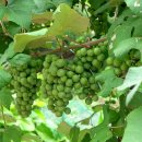 국곡리 입석 이미지