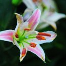 평장2리(안골) 경로당 | 원주시 주요 행사계획 6월 26일 -7월 2일