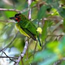 Blue-eared Barbet ('24.06.03 Sadakan) 이미지