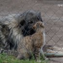 다사랑동물병원 이미지