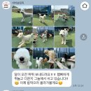 네버슬립독 이미지