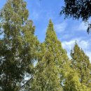 창동 가로수길 이미지