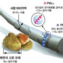 (주)단정바이오 이미지