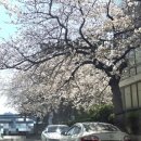 남천동 삼익비치아파트 216동 옆 | 광안리 삼익비치 벚꽃 부산 남천동벚꽃거리 수영강 벚꽃명소 실시간