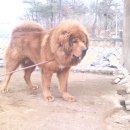 쌍둥이 농장 이미지