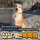 삼석이의 올해 목표는 어질리티꾼이 되는 거래요! 이미지