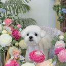 그루머 댄 이미지