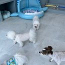 파브 퍼피 이미지