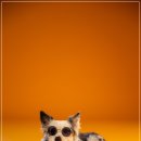 헬로우 독 이미지