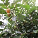 감나무 / persimmon 이미지