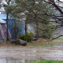 한탄강소나무캠핑 이미지