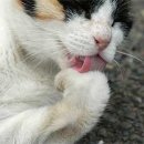 샙 이미지