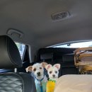 피플앤독 | 충남 예산군 피플앤독 느티캠핑장(애견 캠핑장)