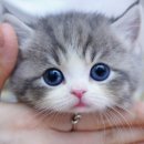 강남 고양이 분양 캣프렌즈 이미지