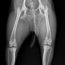 온양동물병원 이미지