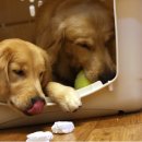 장군이켄넬 이미지