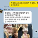 곤지암 동물병원 | 강아지유선종양수술, 왜 왕복 6시간 걸려 찾아오실까? (+실제 케이스 첨부)