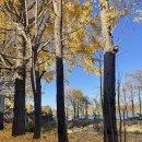 섬강농원 | 옐로커피 일산 은행나무 애견동반 카페 지금 가야해요