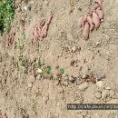 고구마 특수재배법 및 고구마 수확과 저장 이미지