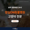 광진24시 필동물병원 | 송파 동물병원 24시, 고양이 진료는 잠실ON에서
