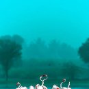 플라밍고 이미지