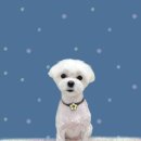 하얀이언니네 이미지