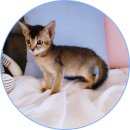 아담스펫 강아지분양 고양이분양 일산점 이미지