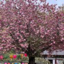 도선국사마을 | [순천] 2026 전국 겹벚꽃 개화시기 | 유네스코 세계문화유산 선암사 | 조계산 선암사 4월 겹벚꽃