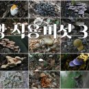 우리나라 야생식용버섯 32종, Wild edible mushrooms, #야생식용버섯 이미지