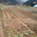 수아네 농장 이미지