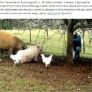 총알돼지 이미지