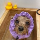 동그라개 이미지