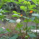 대벌농장 이미지