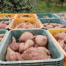 정심푸드