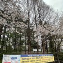 경춘선숲길공원 | 서울 벚꽃 명소 구경 가볼 만한 곳 경춘선숲길 노원 화랑대철도공원