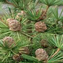 NR-22[동주로]-하-120 | 조경기능사수목감별120-1 (2020년기준:ㄱ~ㄴ)