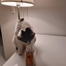 펫츠플레이트 이미지