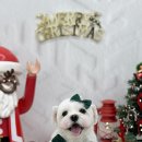 윈썸그루밍 이미지