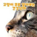 부산반려동물장례식장 고양이 코로 알아보는 건강 이미지