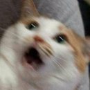 뽑기팡팡 이미지