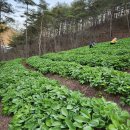 안녕농장 이미지