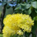 Pigamon yellow(금꿩의다리)Thalictrum flavum 이미지