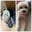 예뿌개 이미지