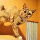 유니포리 이미지